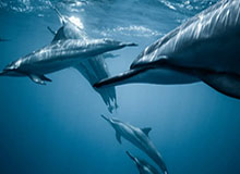 LPL赛事整活：打野的日常Belike